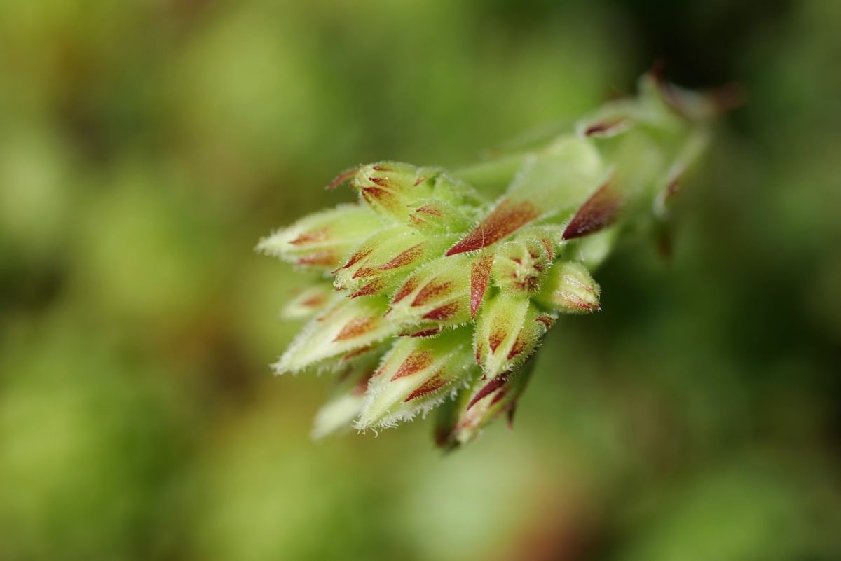 sempervivum, succulents, bud, nature, botany, garden, close-up, leafy plant, summer, grass plant, ornamental, adaptable, perennial, water-efficient, leaf, natural beauty, hardy plant, eco-friendly, agriculture, agronomy