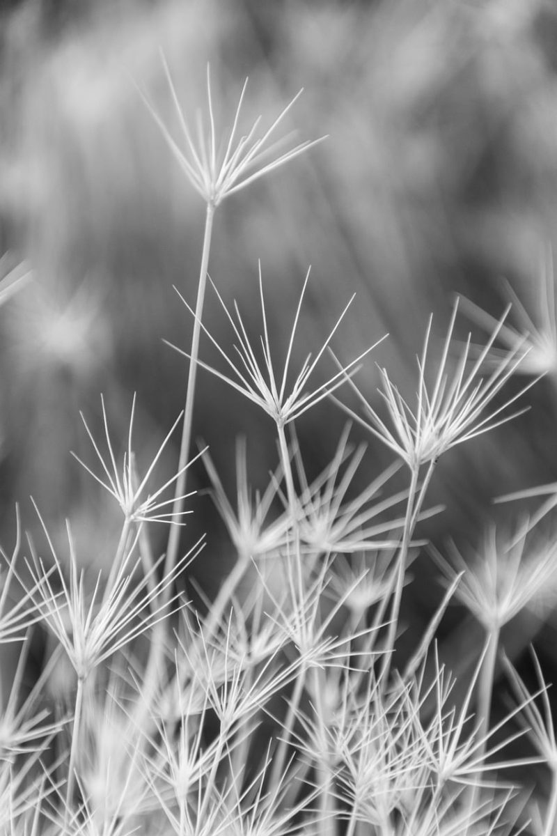 grass, plant, nature, black and white, delicate, abstract, thin, minimalism, fragile, shape, art, background, impressive, impression, harmonic, decorative, gentle, aesthetic, expressive