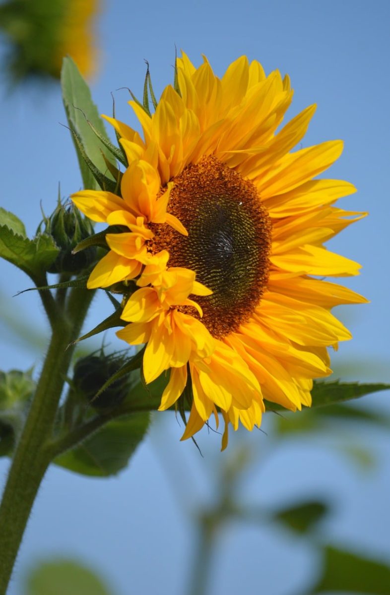 sunflower, summer, flower, blue sky, garden, yellow, bee, close-up, leaves, nature, blooming, background, iconic, colorful, cultivation, insect, wild, ecology, aesthetics