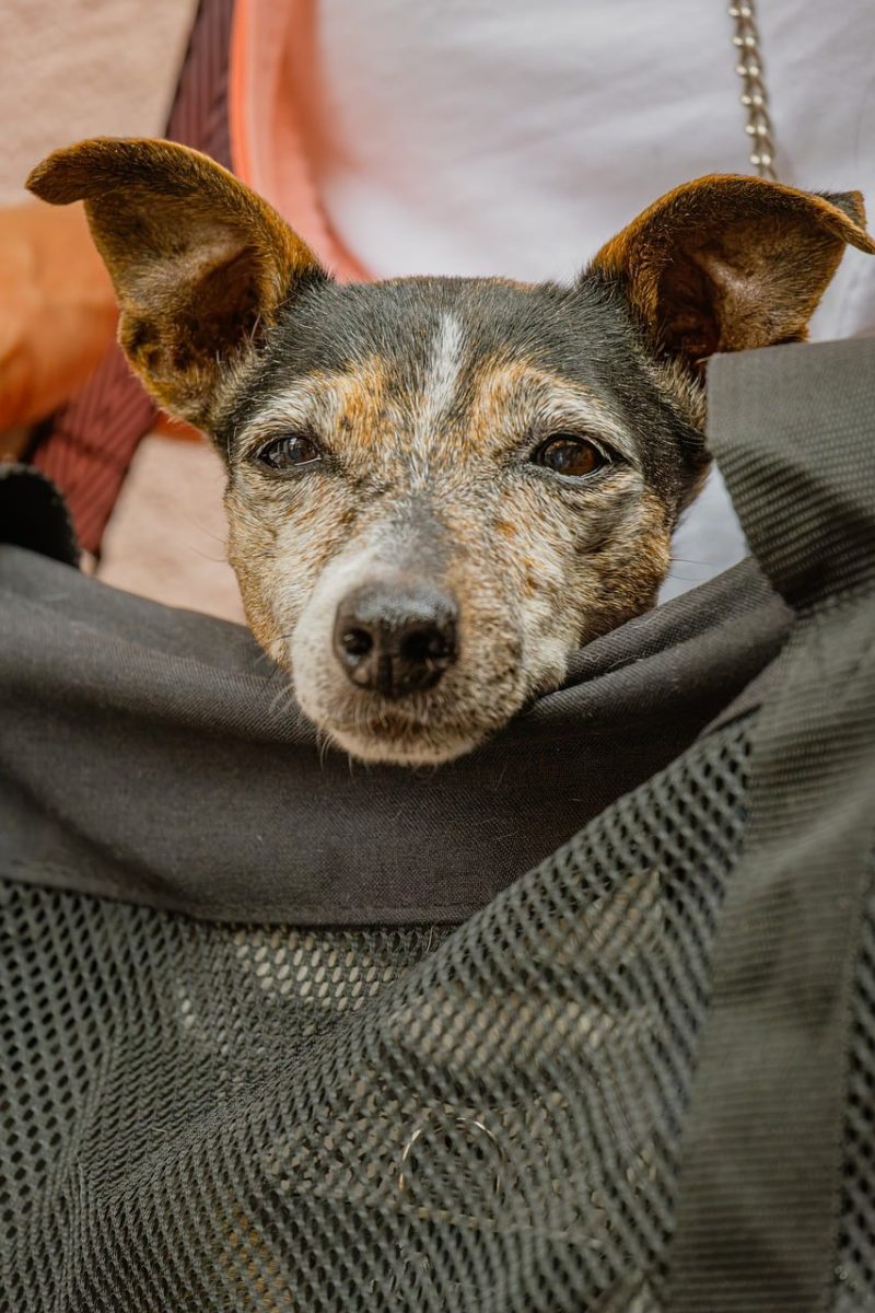 dog, black fur, older dog, pet, cute, dog carrier, big ears, lonely, cozy, detail, black, texture, vintage vibe, fabric, natural light, sitting, friendly, dog walking, animal protection, nature