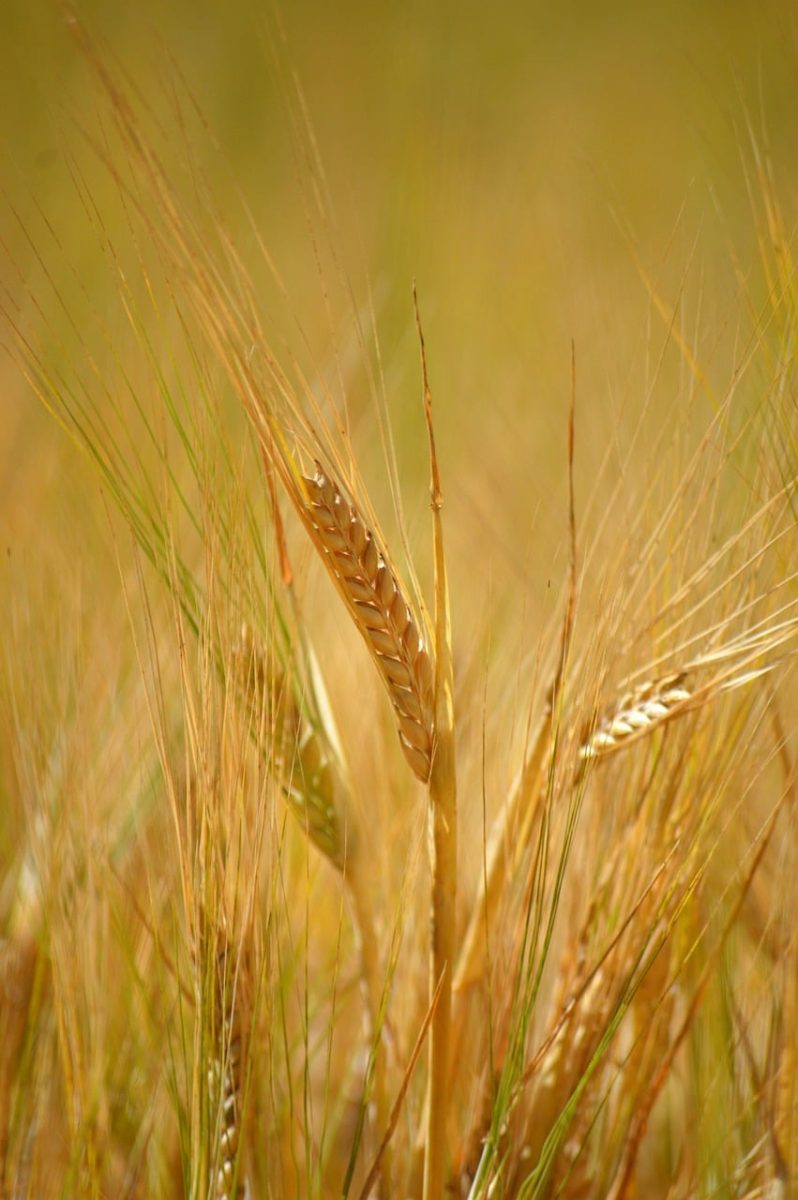 barley, grain, nature, agriculture, field, golden, harvest, ears of grain, summer, food, crop, golden fields, season, farming, corn, cultivation, abundance, texture, expanse, farm crop