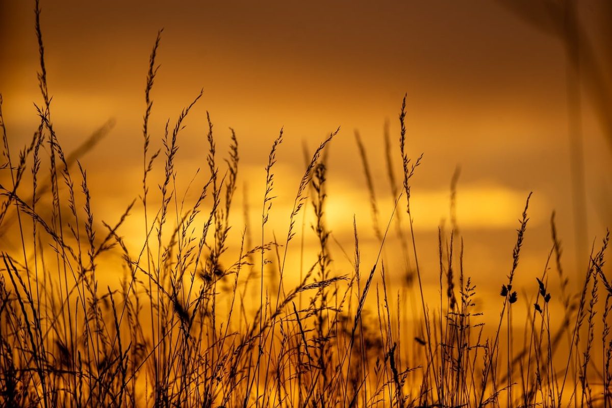 sunset, nature, dusk, sky, sun, grass, orange, silhouette, calm, serenity, coast, evening, western horizon, countryside, haze, dawn, golden hour, warmth, tranquil