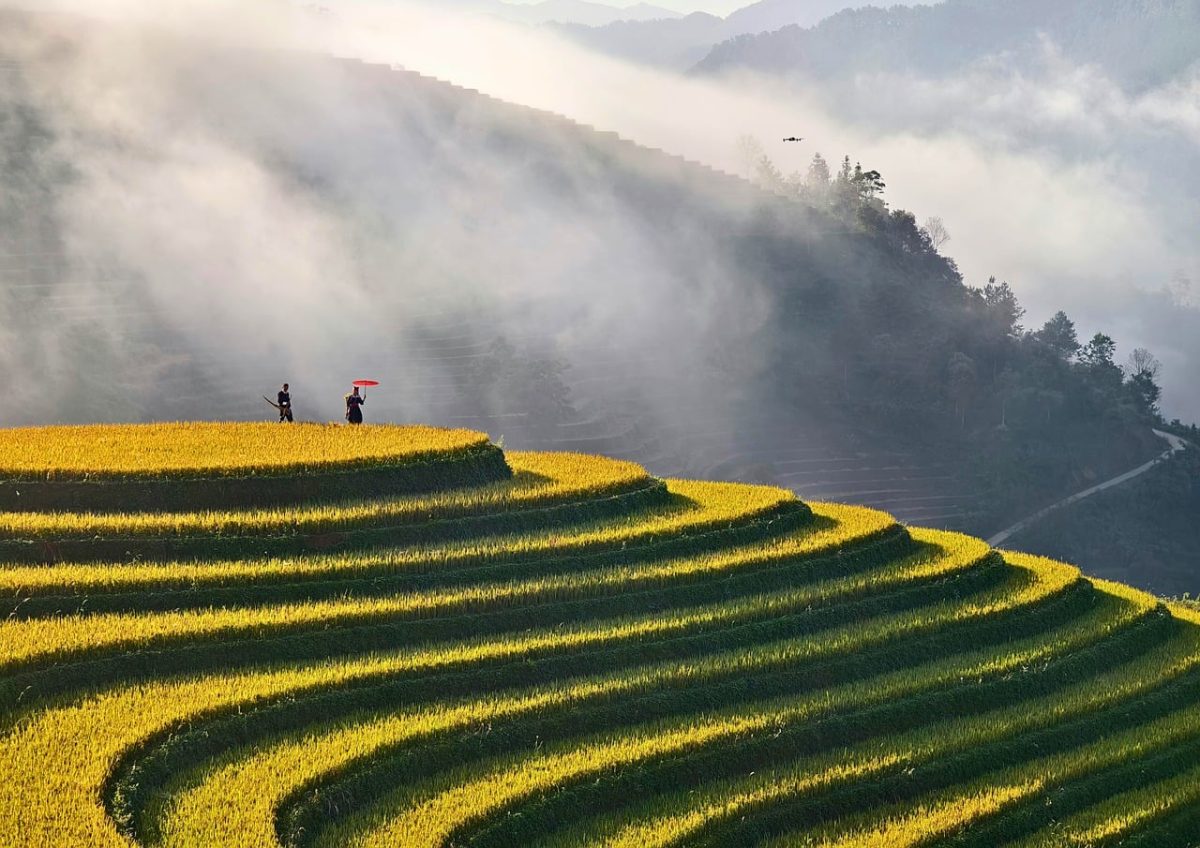 rice terraces, fog, nature, mountain, umbrella, countryside, cliffs, foggy day, hiking, autumn, yellow rice field, pasture, solitude, rest, holding umbrella, agricultural landscape, rural life, orient, distance, captivating