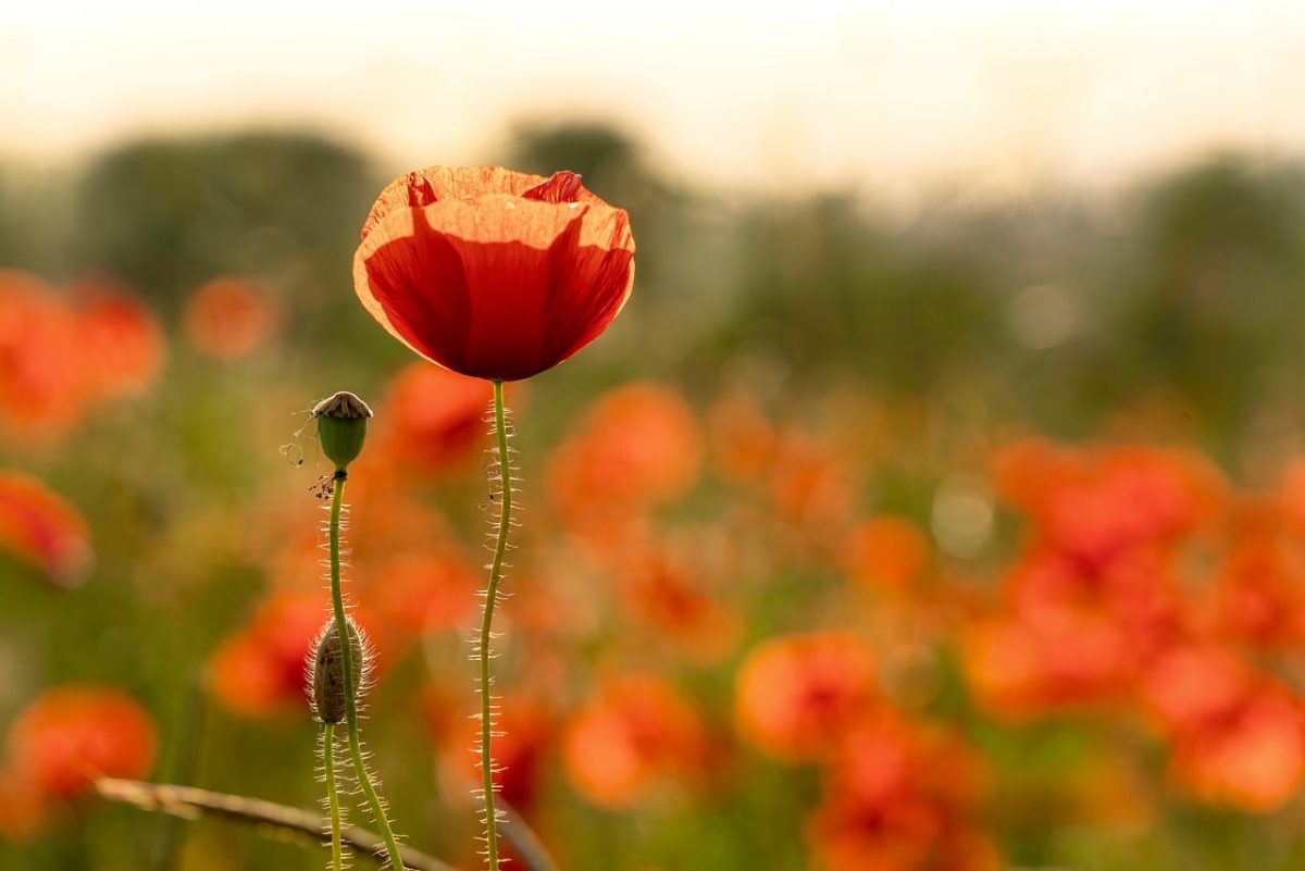 poppy, poppy field, sun, sunset, nature, garden, red flower, summer, beauty of nature, floating, natural light, close-up, depth of field, details, green leaves, life cycle, romantic, countryside, seasonal