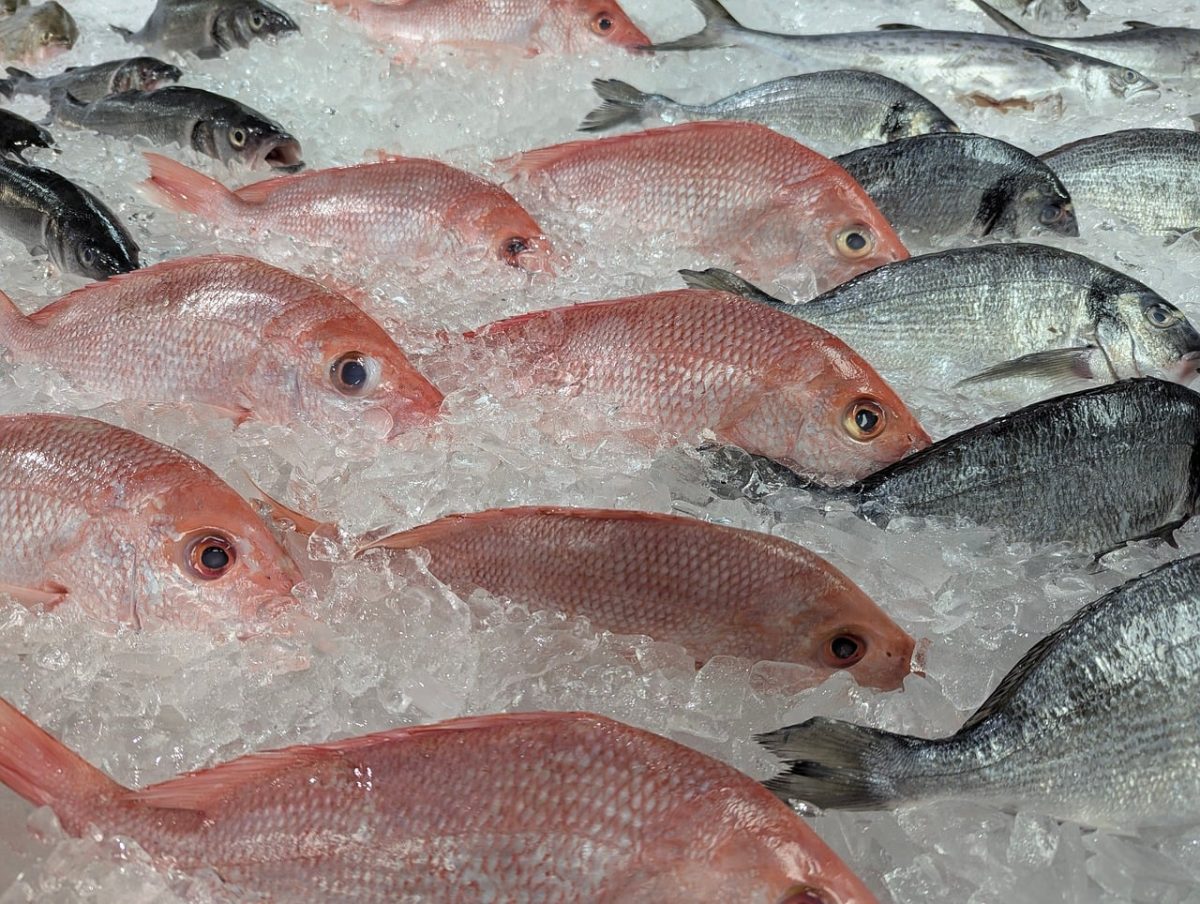 fish, ice, red color, fresh, seafood, fish market, fish sale, sea environment, fishing, cold sea, nature, commerce, wholesale, silver color, preparedness, black hue, wholesale fish, used ice, maritime
