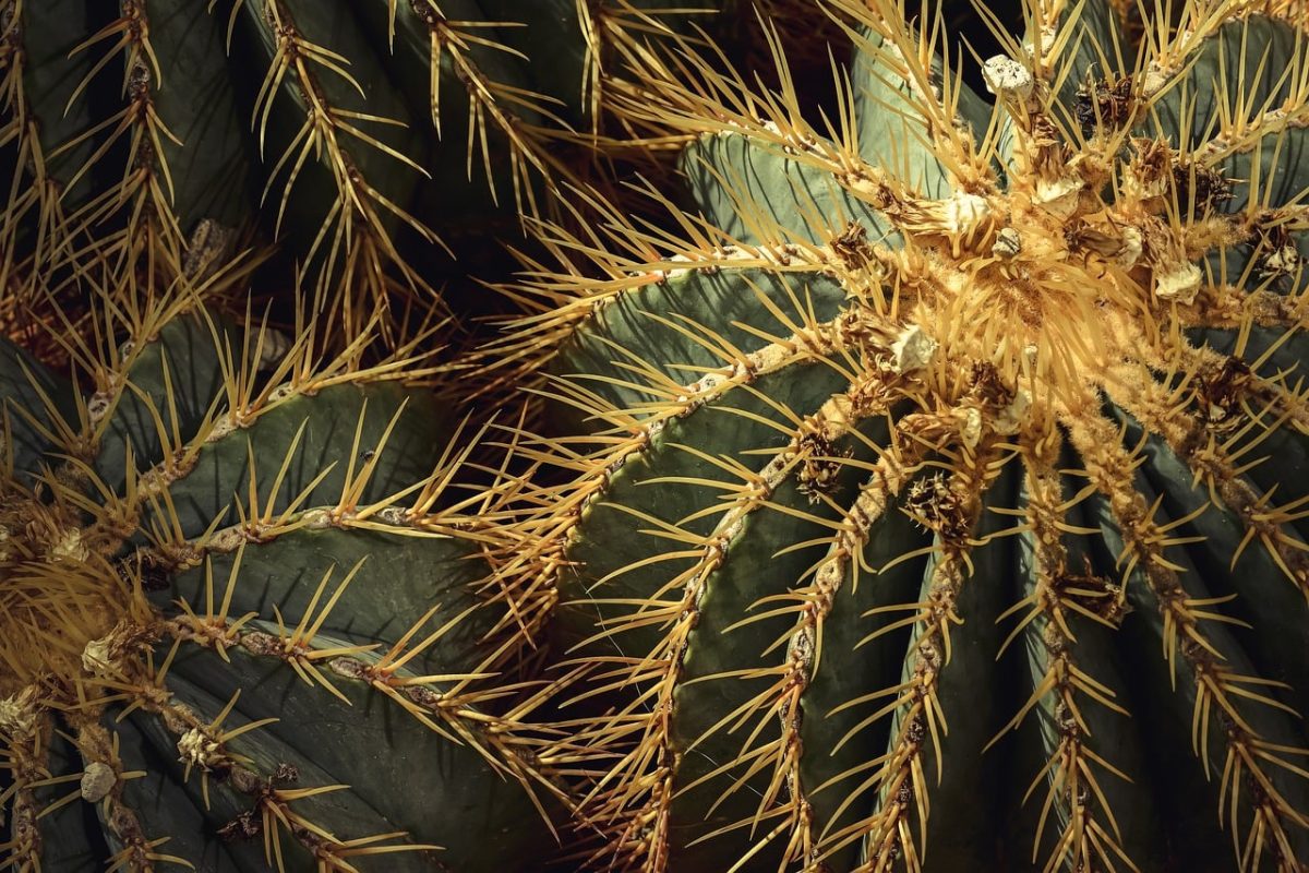 cactus, spiky, nature, detail, green, botany, desert, dryness, natural, ecology, plant, thorny, spiky cactus, natural beauty, sunny, symmetry, decorative, spines, natural world