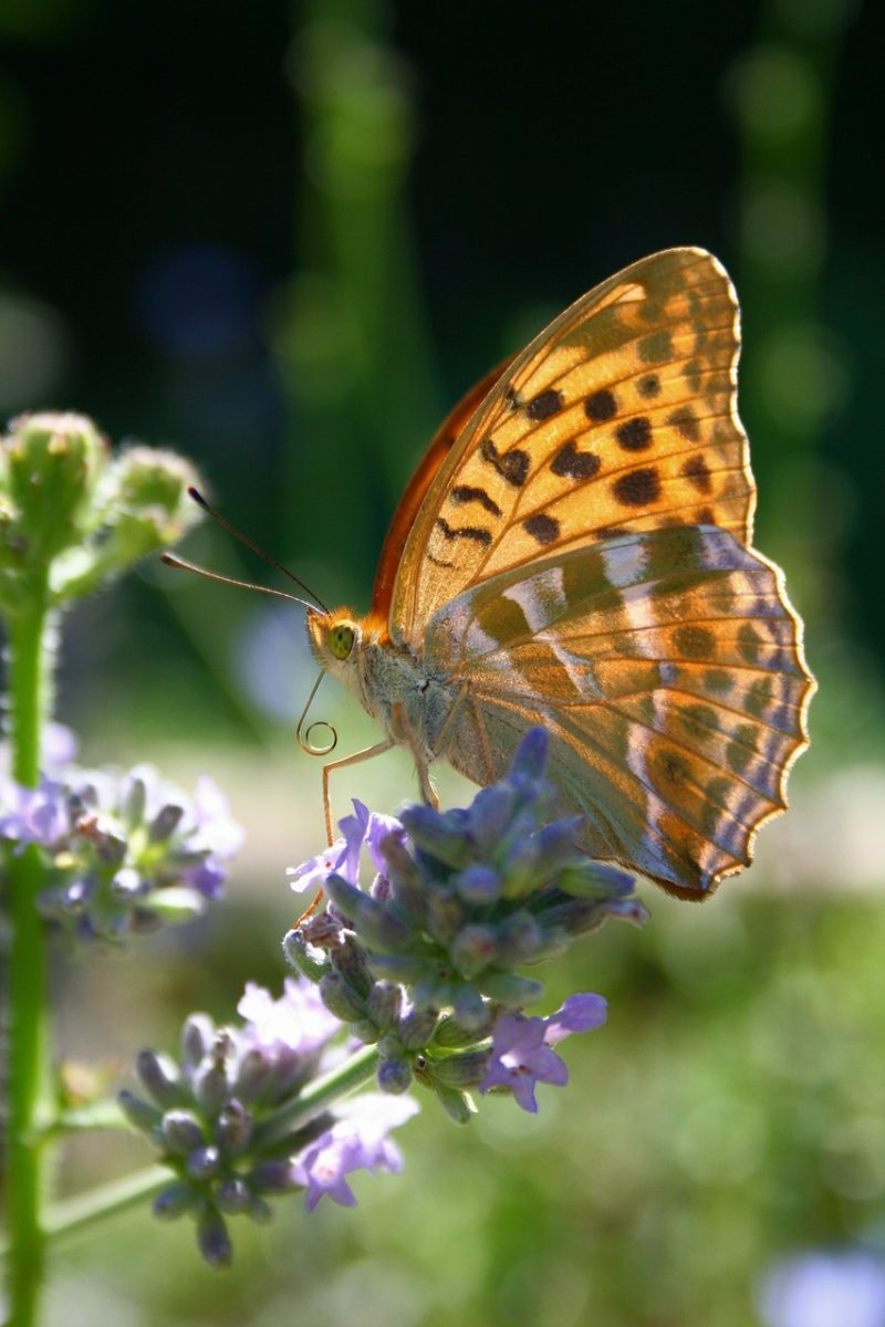 butterfly, nature, flower background, summer, flowers, lavender, beautiful flowers, backlit, sunset, pafia, tobacco, insect, elegant, wings, entomology, garden, flower wallpaper, fritillary, beauty, macro photography, elegant insect, agriculture
