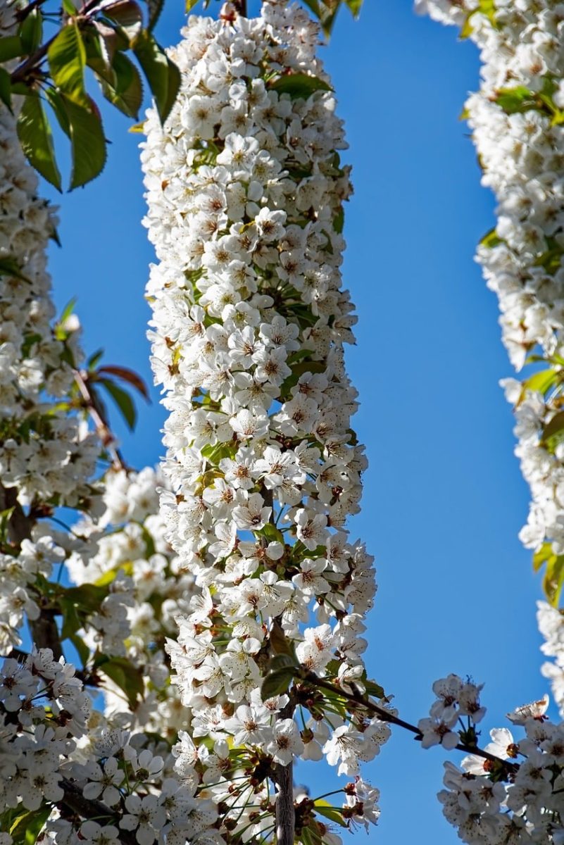 blossoming tree, spring blossoms, blue sky, inflorescence, white blossom, spring, natural beauty, garden plant, clematis, botanical beauty, fruit tree, blooming, deciduous, nature, sky, fluffy cloud, garden, green leaves, fresh air