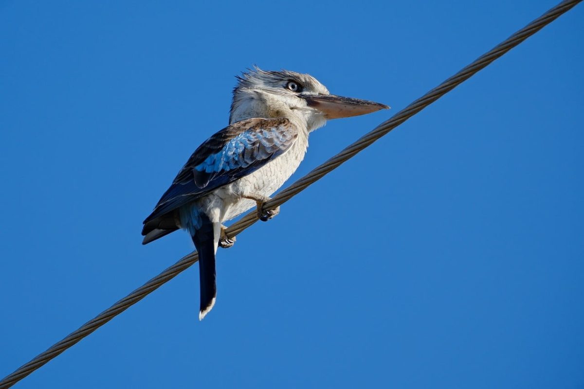 laughing kookaburra, bird, nature, wire, blue sky, perching, ornithology, wildlife, birds on wire, beak, avifauna, daylight, landscape photography, eyes, animal, outdoor, feathers, ecosystem, australian fauna