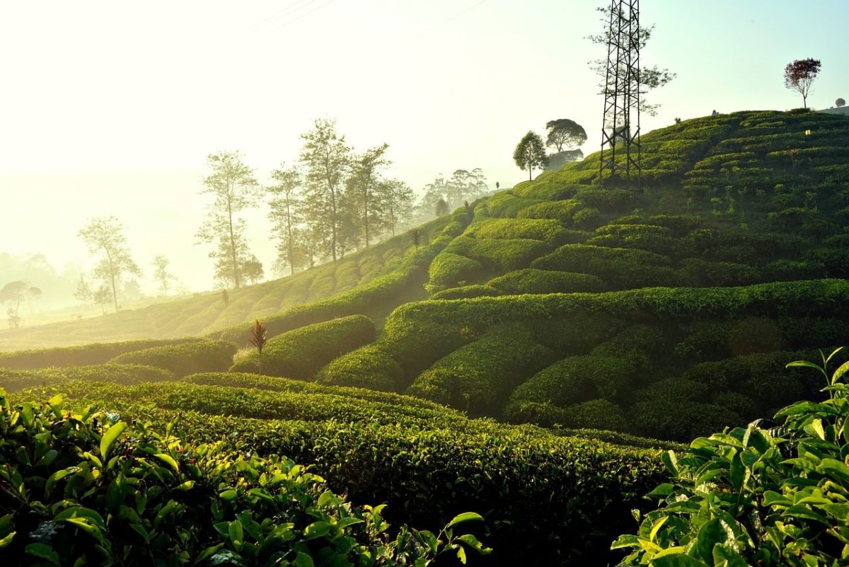 tea plantation, nature, morning, sunrise, landscape, hills, greenery, agriculture, mist, countryside, silhouettes, morning light, fresh air, tranquility, tea leaves, ground cover, green tea, harvest, distance