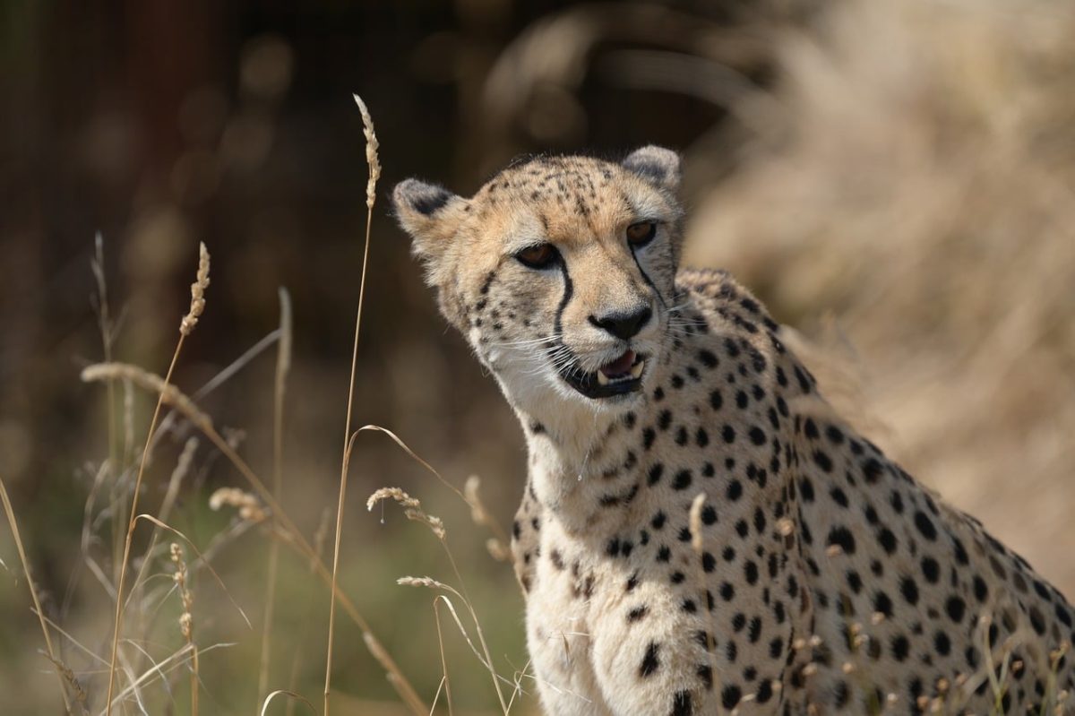 cheetah, animal, nature, wild, carnivore, mammal, pet, grass, fur, focused, cat, big cat, speed, natural habitat, fast, pattern, black, hot, landscape, desert, details