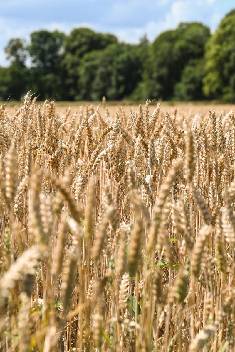 field, crop, grain, wheat, crop field, harvest, agriculture, nature, summer, countryside, farmland, arable land, blue sky, panorama, ecosystem, biome, cover, soil, ecological, agricultural landscape