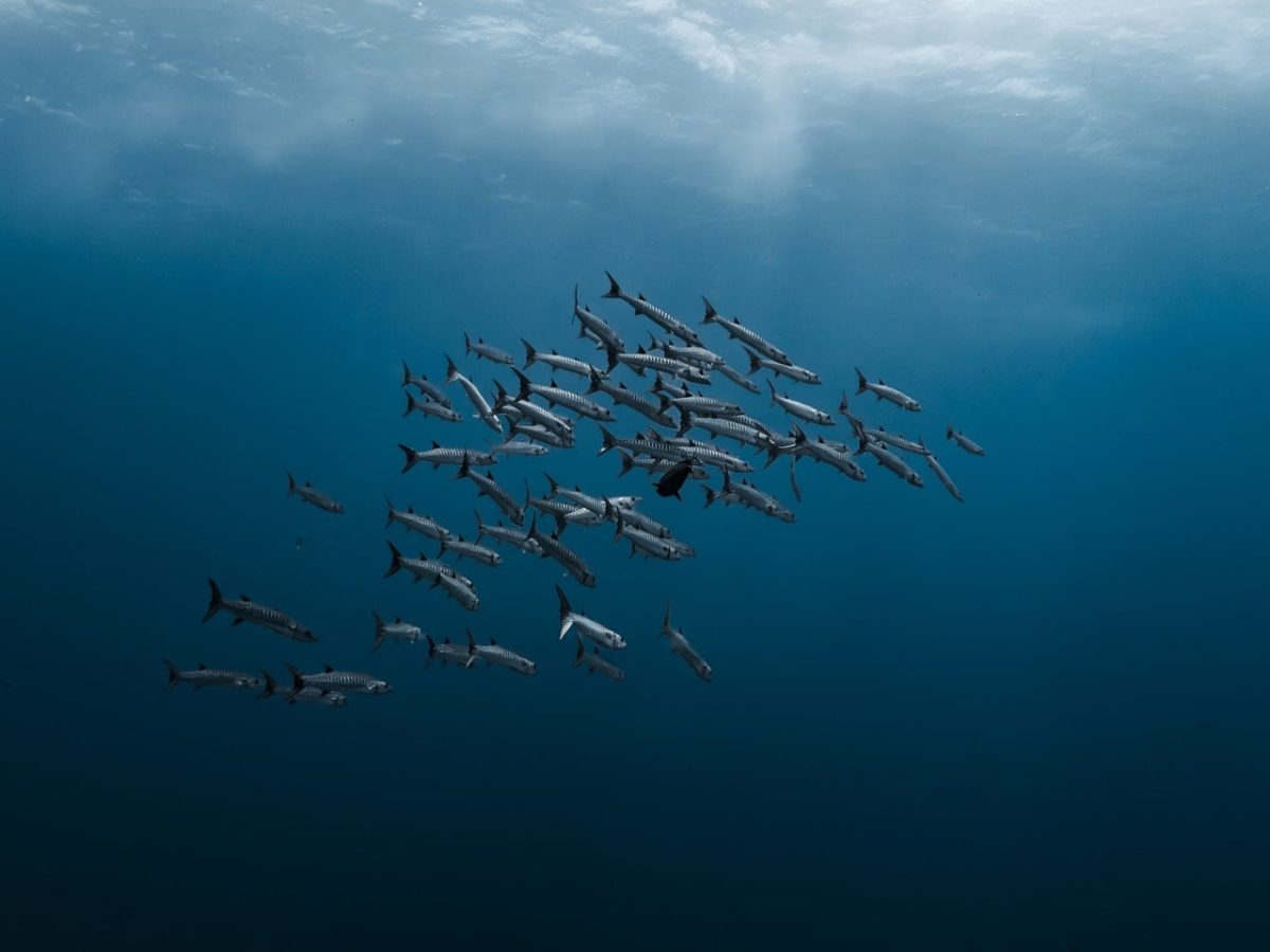 barracuda, school of fish, predatory fish, red sea, nature, underwater, diving, water, blue, close-up, underwater world, underwater photography, animal, ocean, deep sea, barracuda school, shadow, coral reef, movement, environment, clean
