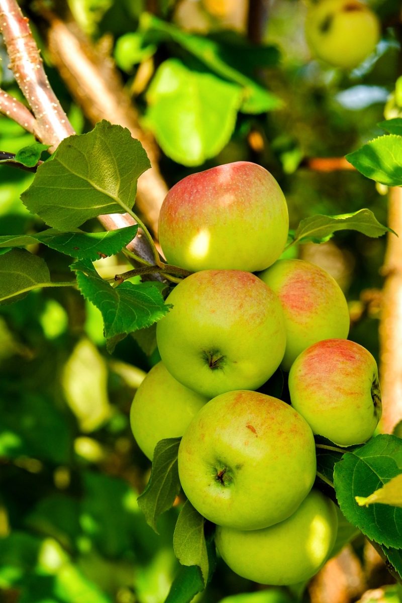 apples, fruit, fresh, organic, healthy, ripe, vitamins, tree, leaves, orchard, nature, agriculture, vegetation, red, yellow, sunny, closeup, plant, nutrition, juicy