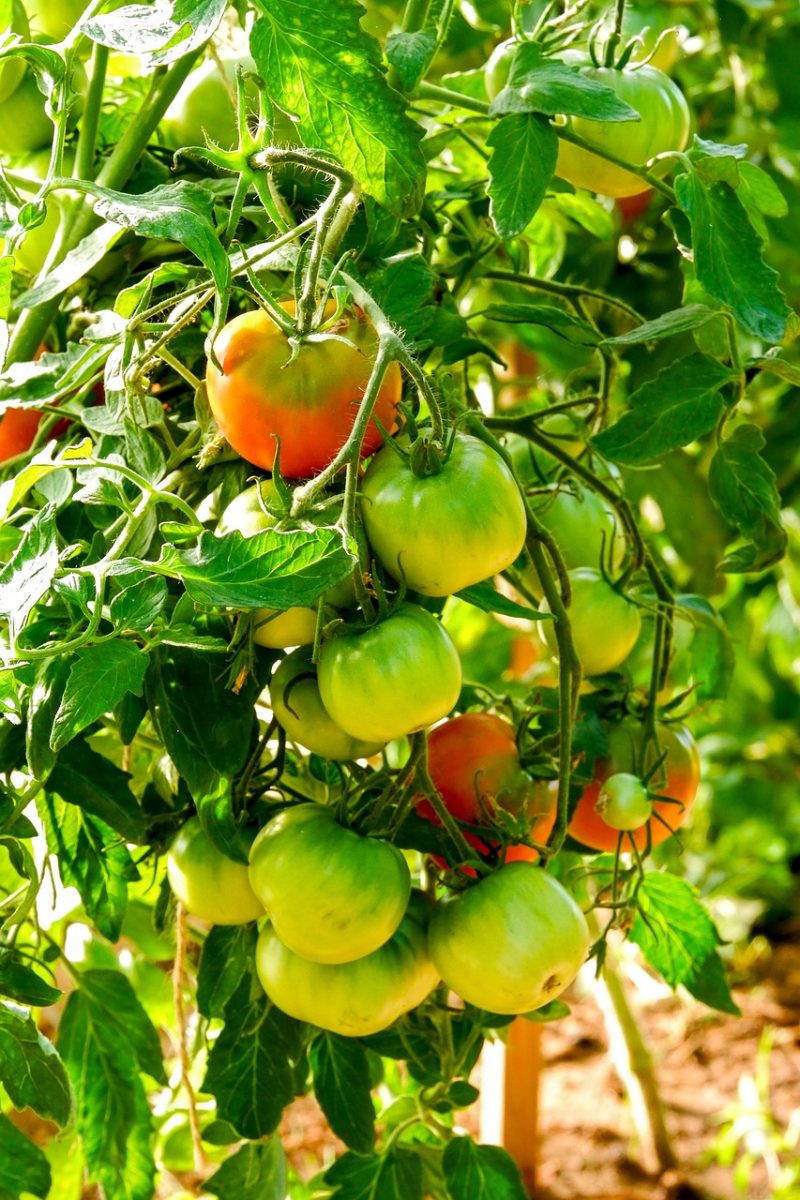 tomatoes, green, fresh, garden, nature, greenhouse, harvest, agriculture, green color, organic food, vitamins, nutrition, cultivation, eco-friendly, homegrown, farmer, crops, summer, yield, fruitfulness
