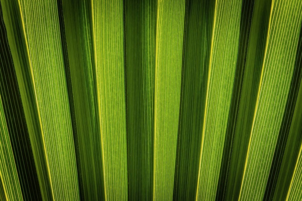 palm leaf, texture, tropical, summer, mediterranean, fan palm, palm, leaf veins, green, yellow, close-up, colorful stripes, natural motif, line pattern, still life, biology, aesthetics, green leaf, details, biomass