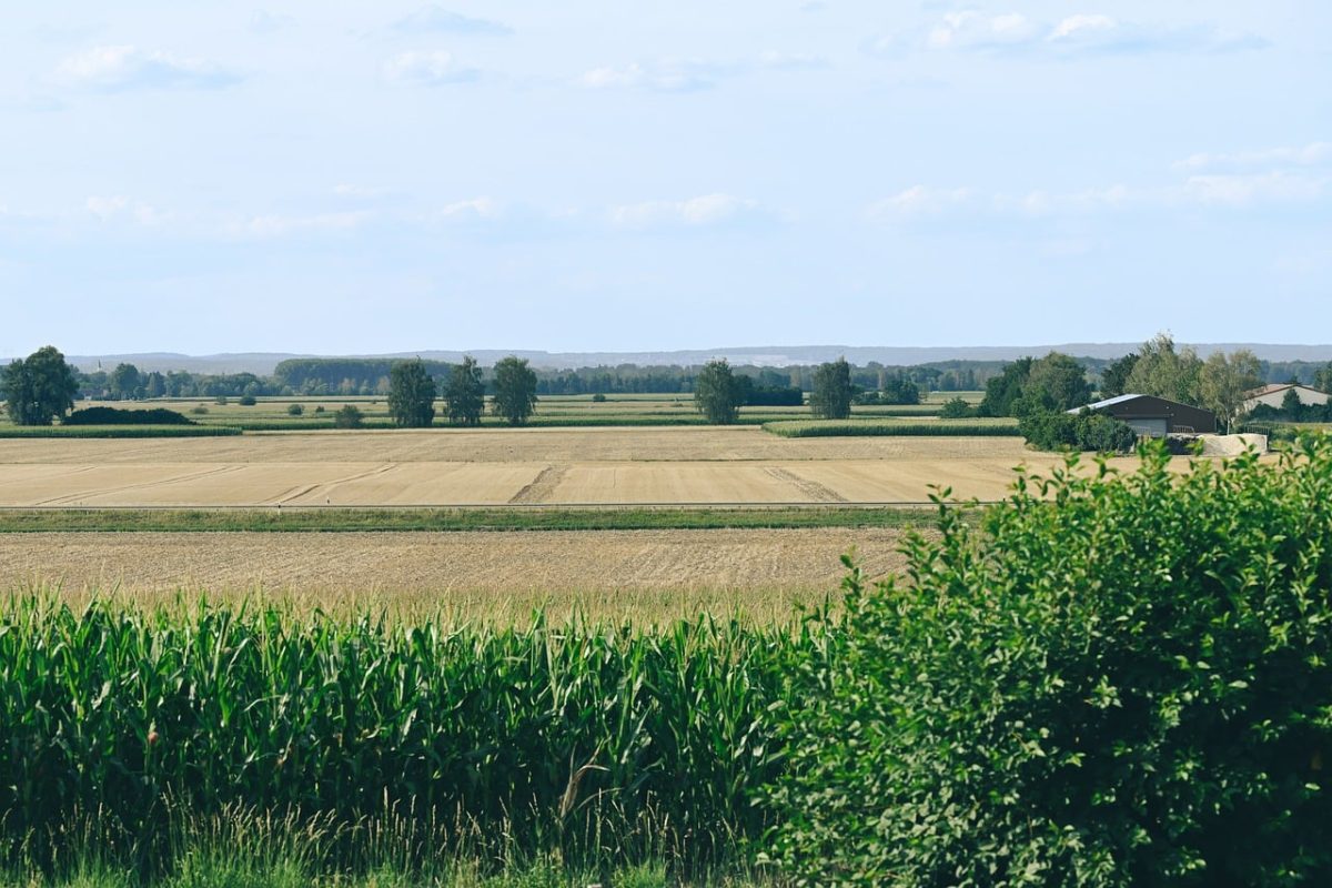 farm, corn, field, summer, nature, landscape, agriculture, horizon, countryside, building, trees, summer afternoon, echinacea field, harvest, village, grain, opening, rural landscape, grass, houses, panorama