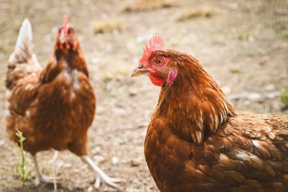 chicken, animal, farming, henhouse, free-range, red, white tail, rural, nature, walking, feather, brown shade, pet, beak, bird, leisure, age group, energetic, plant