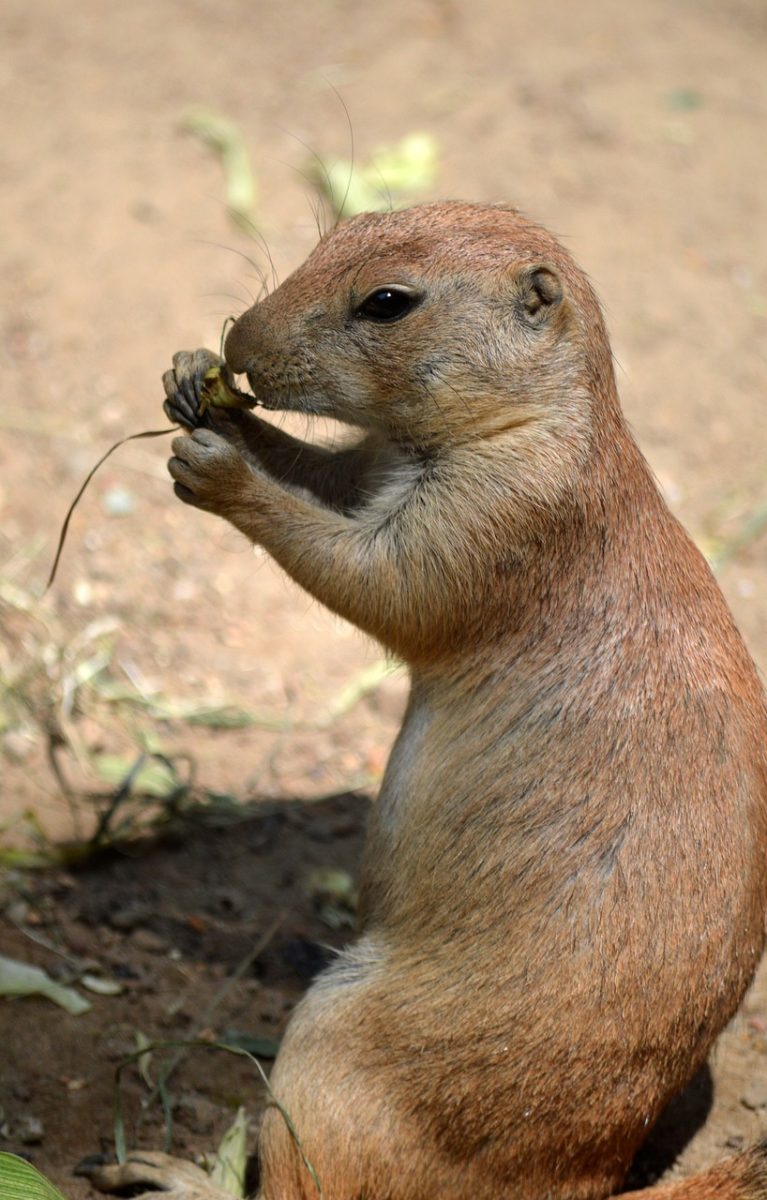 prairie dog, rodent, mammal, nature, wildlife, animal, fauna, cute, eat, soil, related to marmots, family group, team, social structure, density, eco-friendly, animal social behavior, curiosity