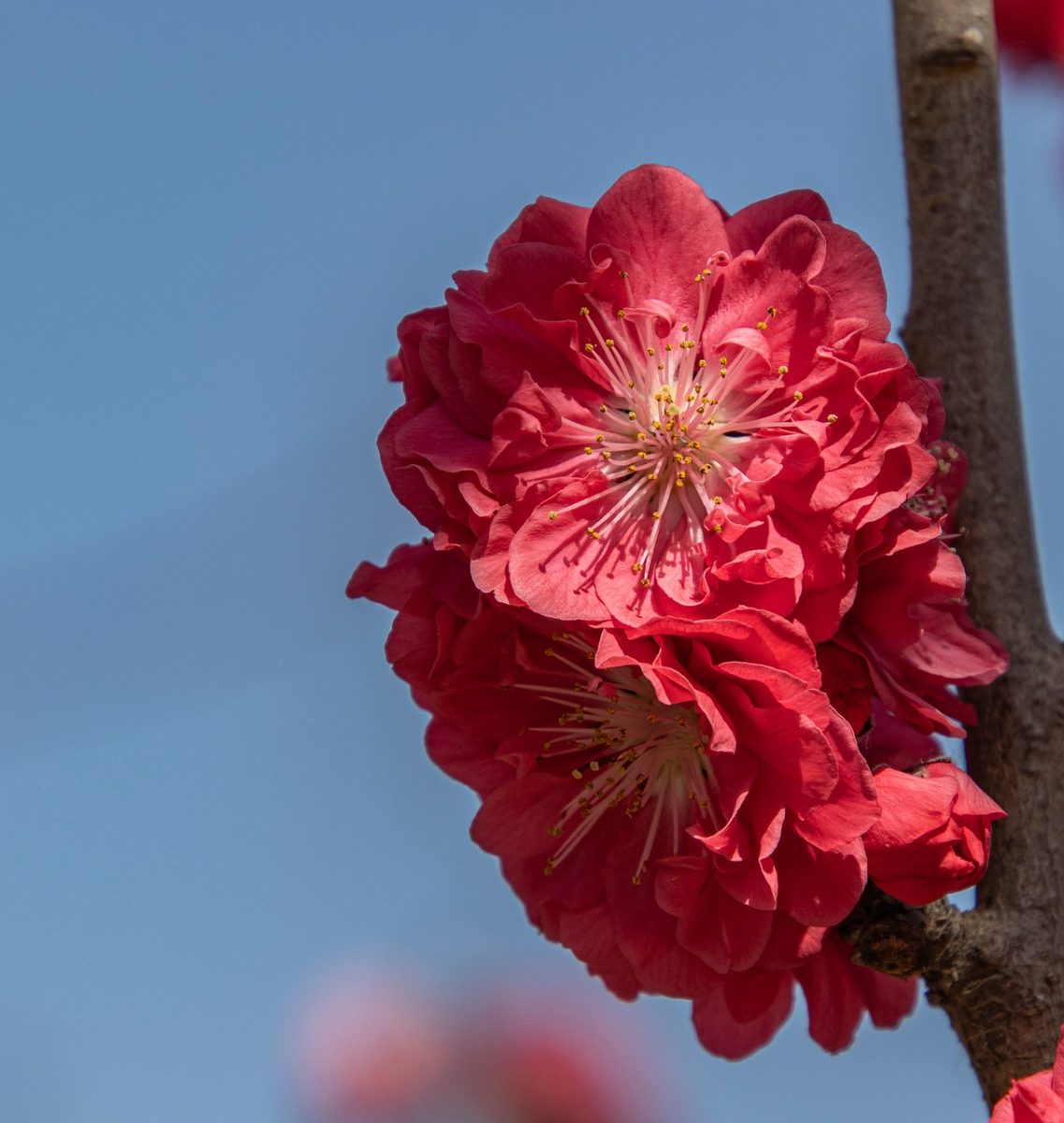 peach blossoms, spring, blooming, flowers, plant, petals, branch, pink, flora, nature, garden, blue sky, flower photography, clear day, outdoors, fragile, decorative, romantic, clouds, insects