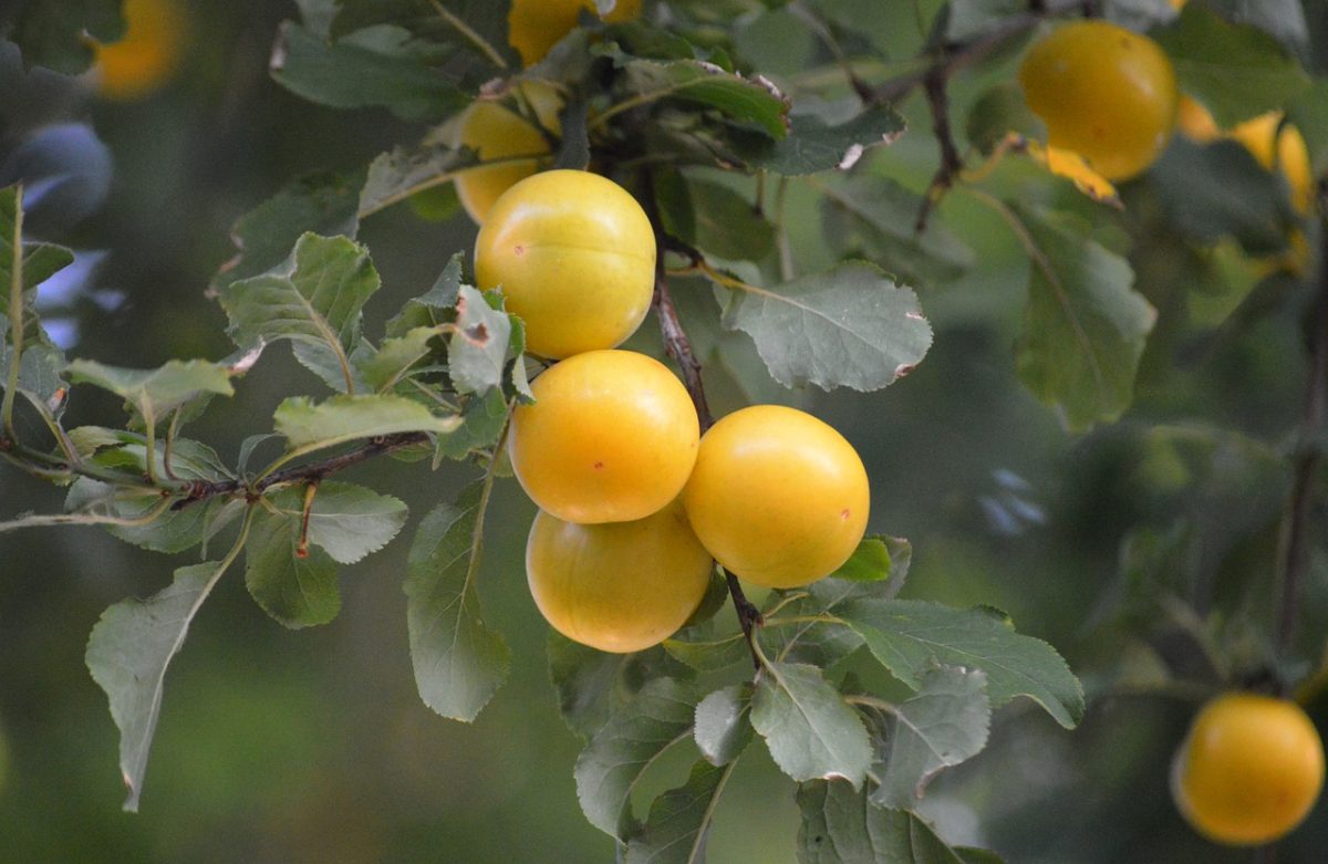 mirabelles, yellow plums, fruit, gardening, agriculture, season, leaves, nature, healthy diet, vitamins, freshness, sweet, harvest, ripe, summer, background, stone fruit, kitchen, eye, edible
