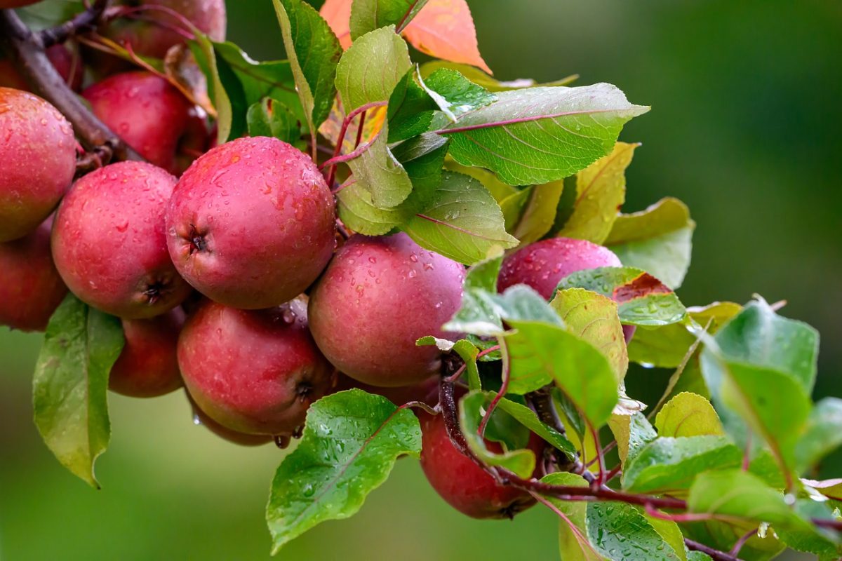 apple, fruit, red, leaf, nature, garden, moisture, drop, harvest, organic, fresh, raindrops, branch, ripe, apple tree, green, vitamin, healthy, agriculture, rural