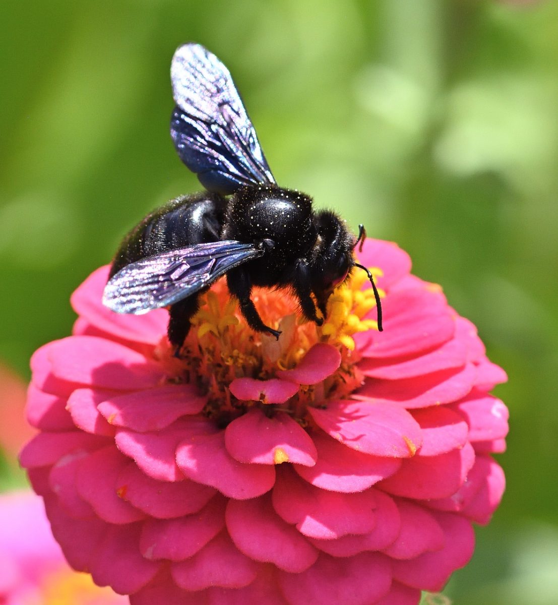 bee, carpenter bee, zinnia, flower, pollination, close-up, garden, nature, summer, blue, pink, sea, biotope, insect, iridescent, entomology, winged, ecosystem, alive, natural