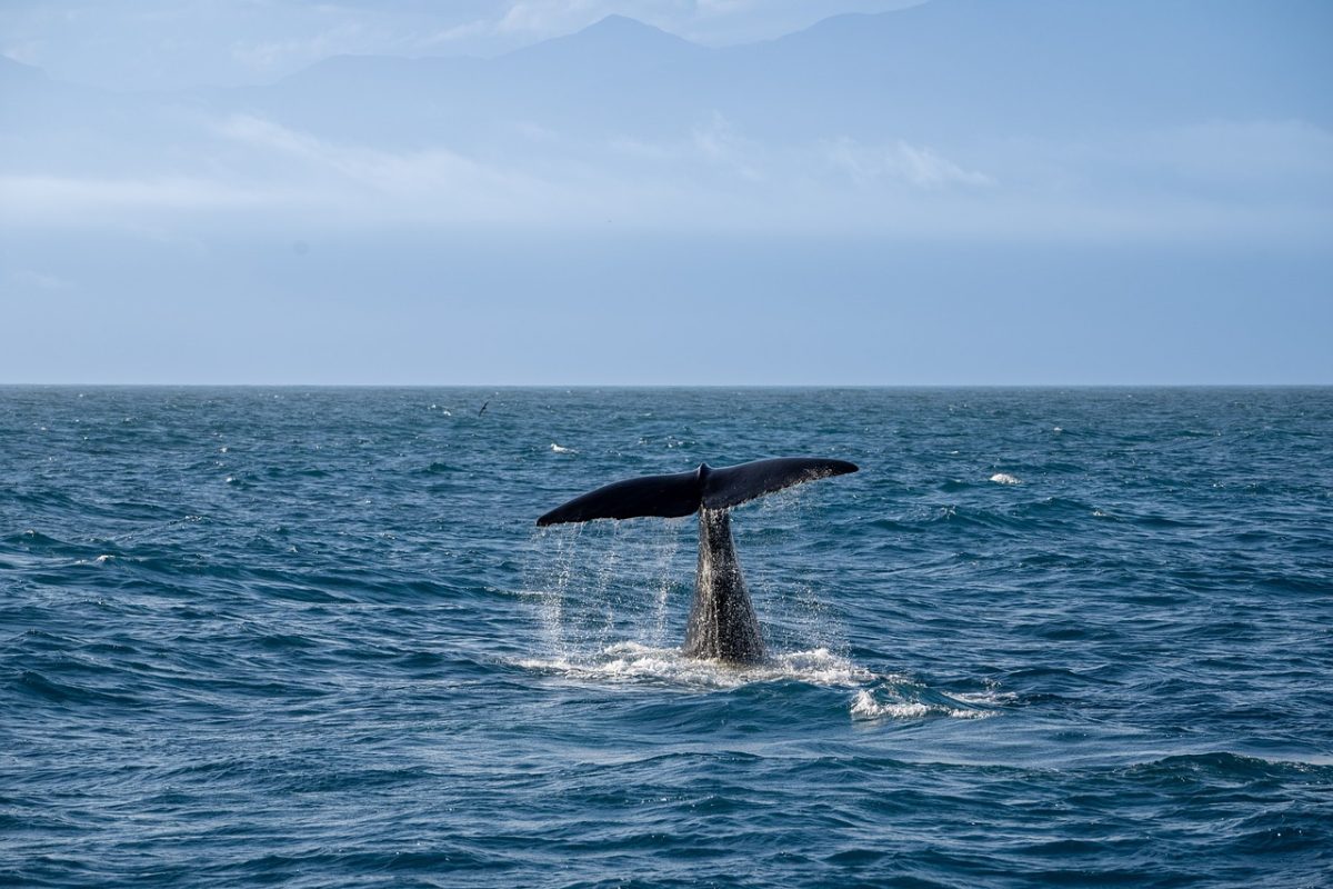 ocean, whale, fin, horizon, nature, wildlife, steel blue, water, rise, waves, travel, vacation, landscape, marine, back, splash, marine life, sea animal, natural world, observation