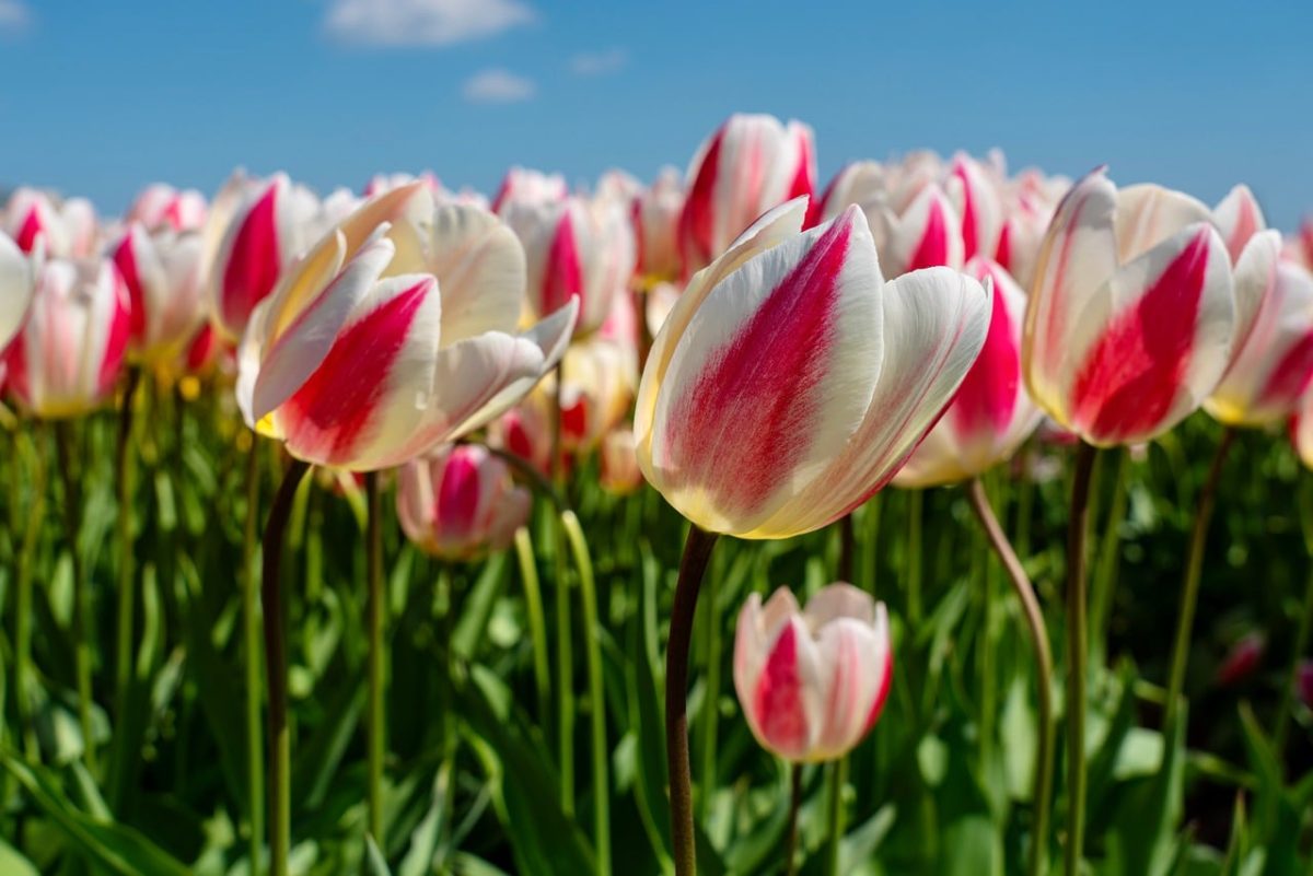 tulip, field, blooming, red, white, blue sky, flower background, netherlands, beautiful flowers, spring, flowers, horticulture, flower wallpaper, tourism, nature, park, clear day, landscape, surroundings, garden, decorative, romantic, escape, peaceful