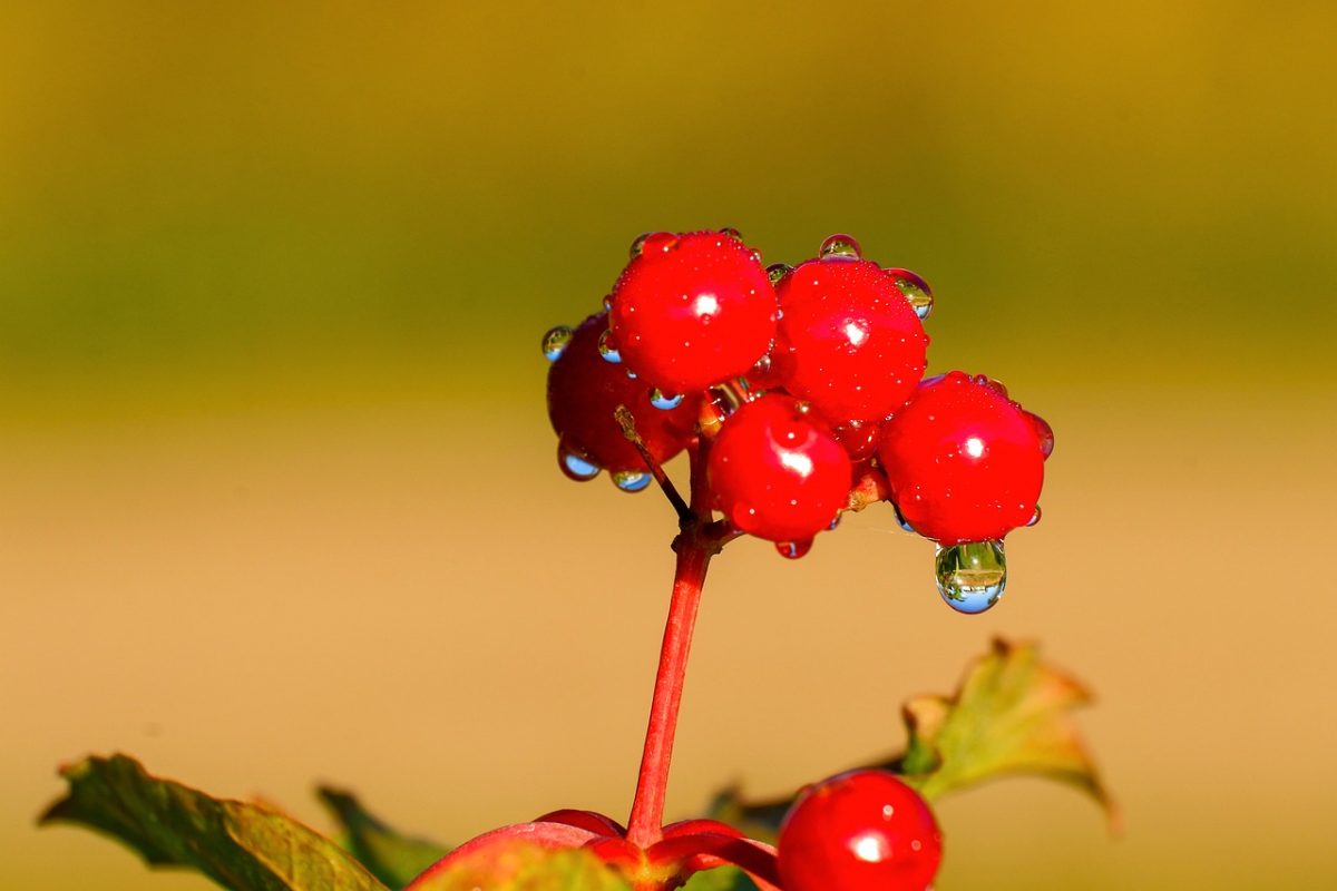 red berries, water, macro, droplets, leaves, nature, ripe, healthy, fresh, organic, shrub, vitamins, crops, insects, autumn, dew drop, green, capillaries, gender, capillary action, sheen