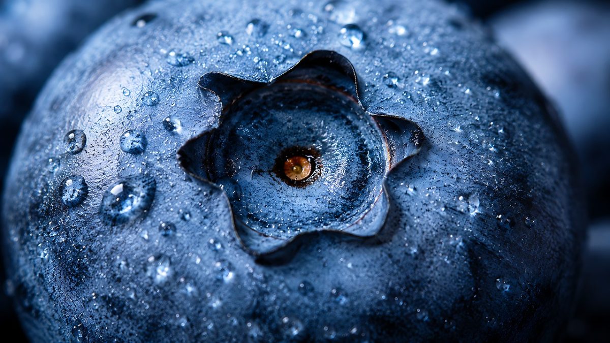 fruit, nature wallpaper, blueberry, desktop backgrounds, full hd wallpaper, healthy, mac wallpaper, close-up, water, drops, nature, beautiful nature, fresh, wallpaper 4k, 4k wallpaper, refreshing, wallpaper, food, blue, wallpaper hd, 4k wallpaper 1920x1080, cool backgrounds, nature background, hd wallpaper, windows wallpaper, macro, natural, pure, texture, details, beautiful wallpaper, juicy, vitamins, laptop wallpaper, free background, free wallpaper, antioxidants