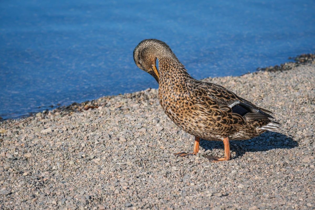 duck, feathers, waterfowl, lake, shore, pebbles, small stones, mallard, animal, nature, bird, sunshine, bright, outdoor, resting, zoo, wild, calm, coast, relaxation, beach