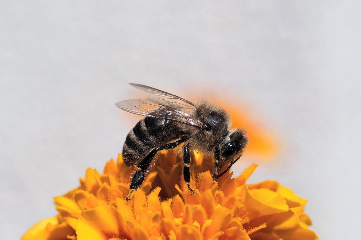 bee, macro, beautiful flowers, pollination, flower, cool backgrounds, 4k wallpaper 1920x1080, pollen, hd wallpaper, nectar, insect, free wallpaper, close-up, honey, yellow, nature, mac wallpaper, world bee day, flower background, 4k wallpaper, wallpaper 4k, background, sharp detail, insect observation, garden, free background, summer, wallpaper hd, marigold, laptop wallpaper, beautiful wallpaper, importance, full hd wallpaper, desktop backgrounds, flower wallpaper, floral background, windows wallpaper, environment