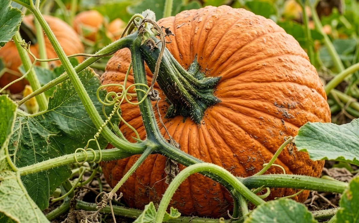 pumpkin, harvest, nature, vegetable, orange, produce, garden, organic, vines, growers, agriculture, soil, autumn, seasonal, farm, crops, tendrils, foliage, ground, hobby