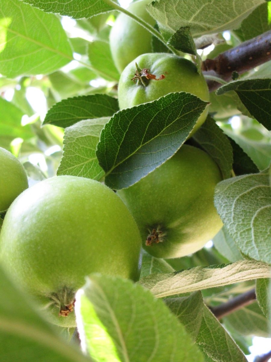 green apples, tree, branches, leaves, waiting for harvest, nature, fruit, fresh, green color, fruit on tree, agriculture, food industry, tree saplings, orchard, ecology, summer season, farming industry, organic