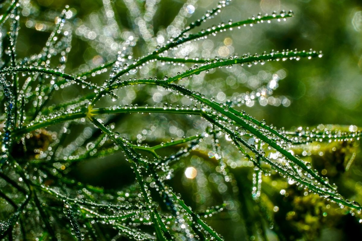 dew, nature, grass, morning, drops, macro, green, meadow, water, mist, sunrise, lighting, fresh, outdoor, calm, clear, scenery, beauty, details, texture, natural beauty, morning peace