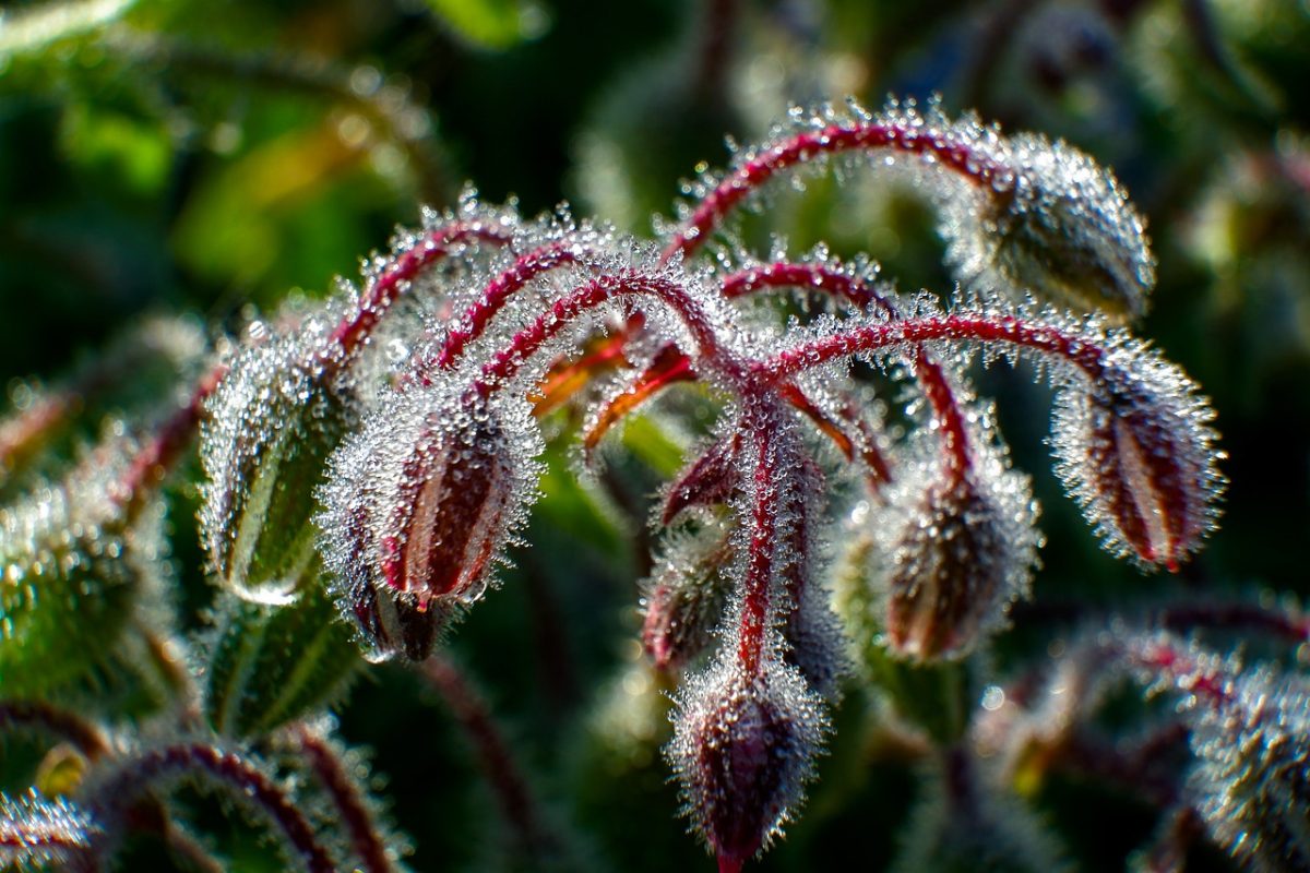 morning dew, plant, macro photography, water droplets, meadow flowers, green color, plant texture, light and shadow, highly detailed, nature, morning, dew droplets on leaves, shallow depth of field, colors of nature, flower, rural setting, detailed nature, pink color, borage, summer theme