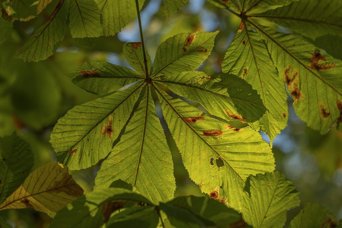 leaves, nature, chestnut, tree, autumn, green, sunlight, macro, leaf vein, natural light, spring, beauty, environment, texture, peace, leaf structure, simplicity, clear, details