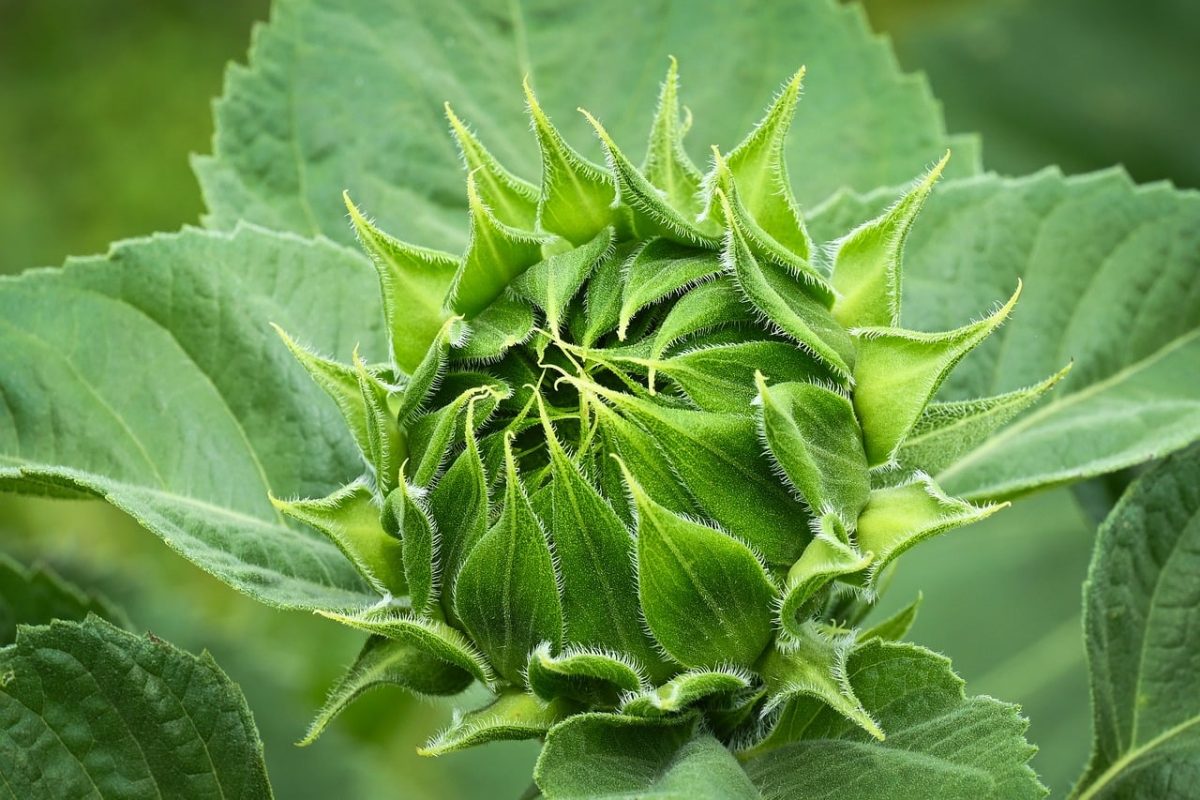 sunflower, green, nature, flower background, plant, beautiful flowers, flower, detail, bud, leaves, wild, macro, flower wallpaper, garden, focused, close-up, natural, sharp, outdoor, fresh, unopened, botany