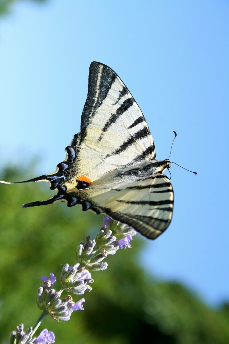 butterfly, nature, summer, lavender, entomology, wild butterflies, wings, black and white, scarce swallowtail, blue background, close-up, winged insect, blue sky, natural beauty, natural habitat, detail, flying, freedom, pollen