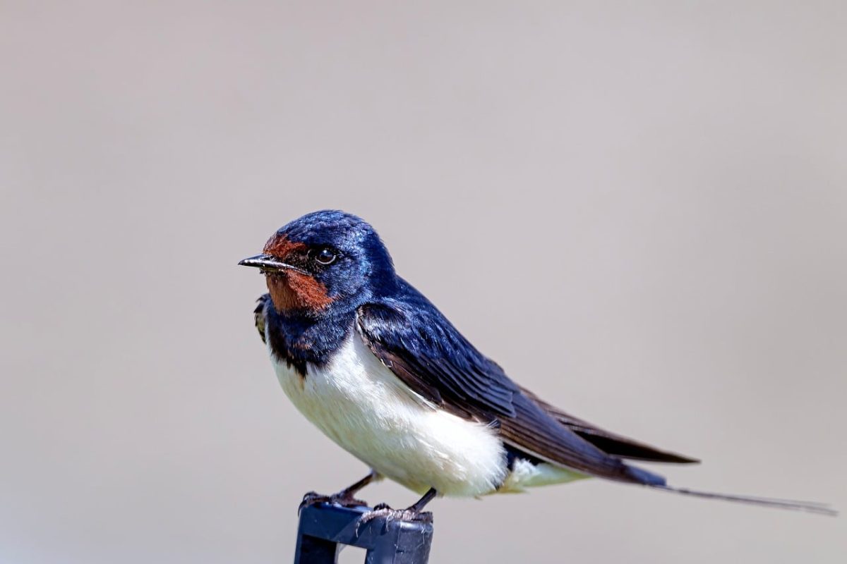 barn swallow, bird, birdwatching, nature, songbird, feathers, small bird, wildlife, feather color, bird photography, spring, flying, beautiful bird, country bird, landing, countryside, blue-black, insect, beak