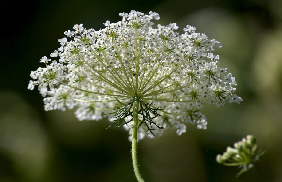 wild carrot, flower, white, nature, macro, wildflower, meadow, nature wallpaper, rural, close-up, bokeh, summer, bloom, queen anne's lace, nature art, sunlight, outdoor, contrast, delicate, open flower
