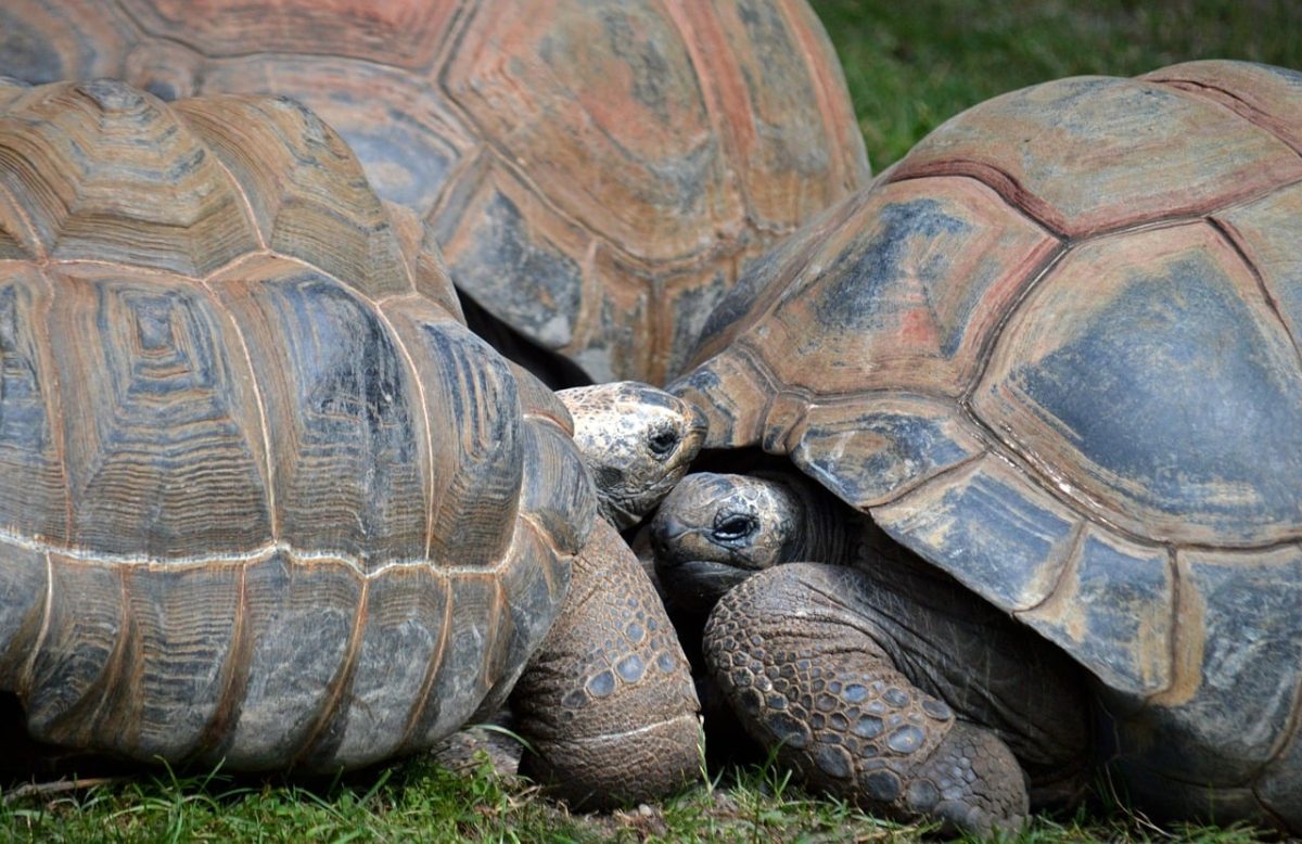 tortoise, galapagos tortoises, reptiles, shell, land tortoise, giant tortoise, nature, ecosystem, wildlife, herbivore, archaic, inhabitant, protected, slow, terrestrial, rounded, habitat, large, environment, widespread