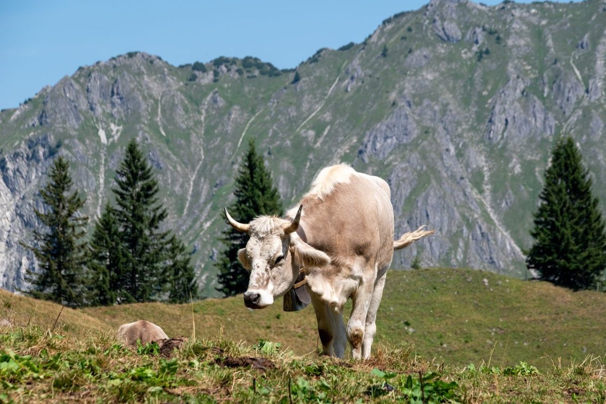 cow, mountains, pasture, tree, nature, europe, summer, bell, grazing, livestock, holiday, landscape, agriculture, grass, alps, hiking, rural, relaxed, eco-friendly