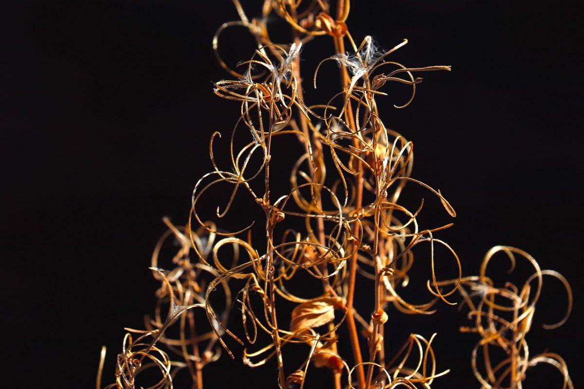 dry, leaves, nature, gold, light, texture, beauty, summer, natural, dazzling, curve, art, bristle, life, fragility, organism, plants, vintage, abstract