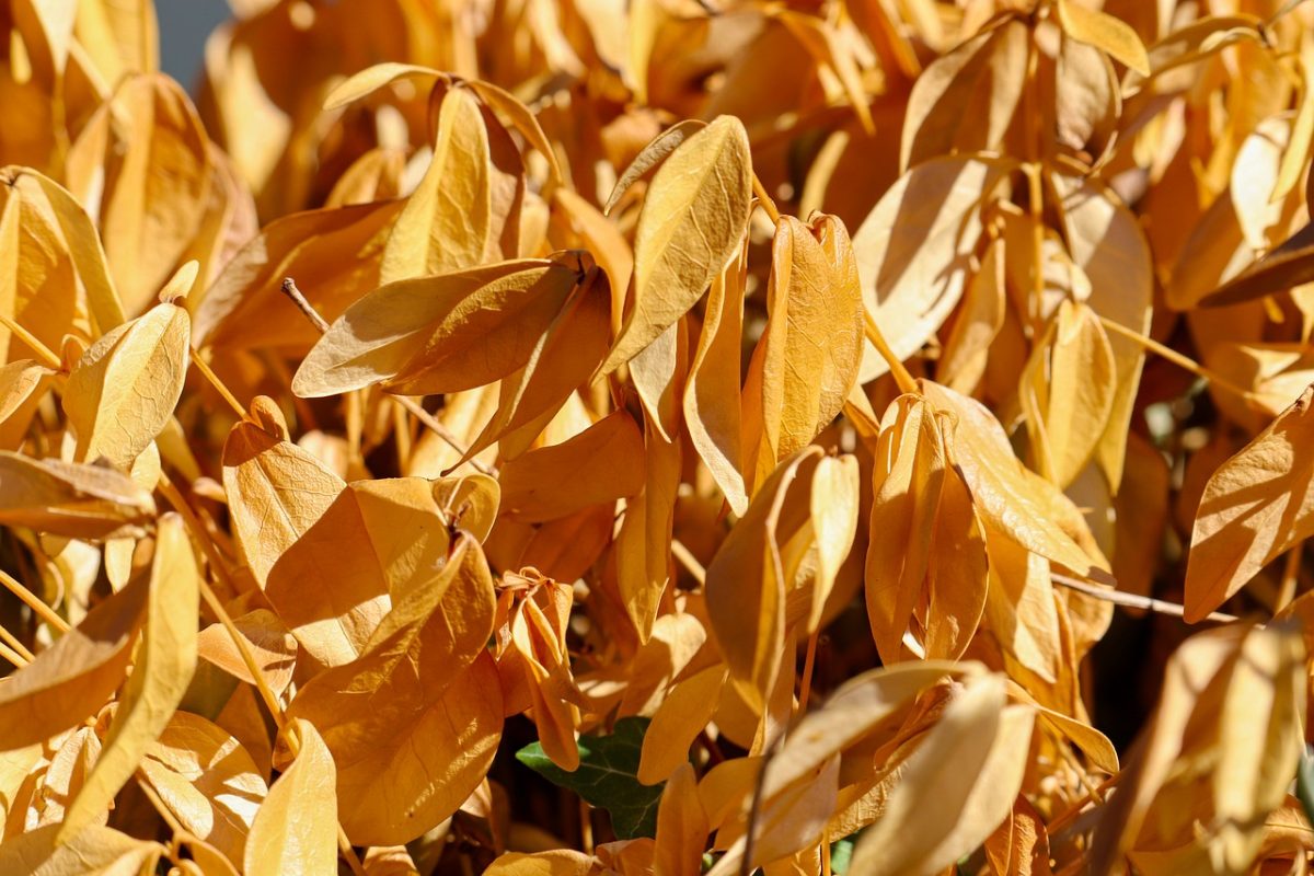 dry, leaves, golden-yellow, dead plant, drought consequence, natural cycle, autumn, decay, nature, climate, energy of decay, environmental changes, succulents, climate issues, drought, brown leaves, ecology, desert