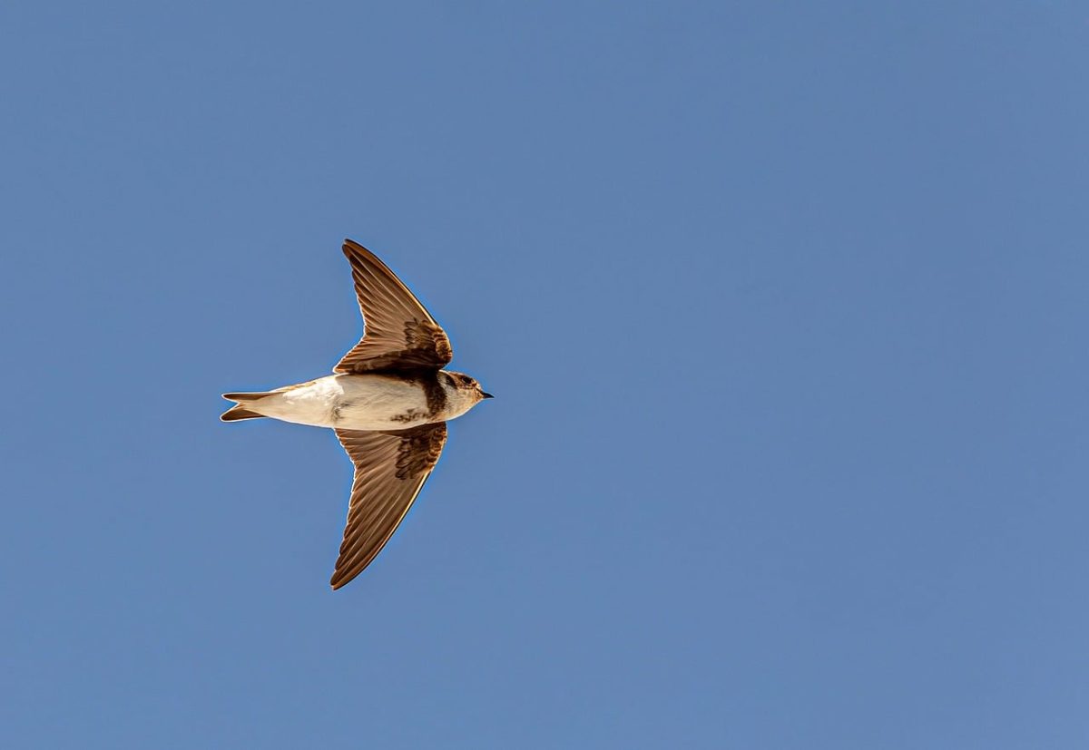 sand martin, bird, flying, blue sky, feathers, wildlife, brown, freedom, sunny, nature