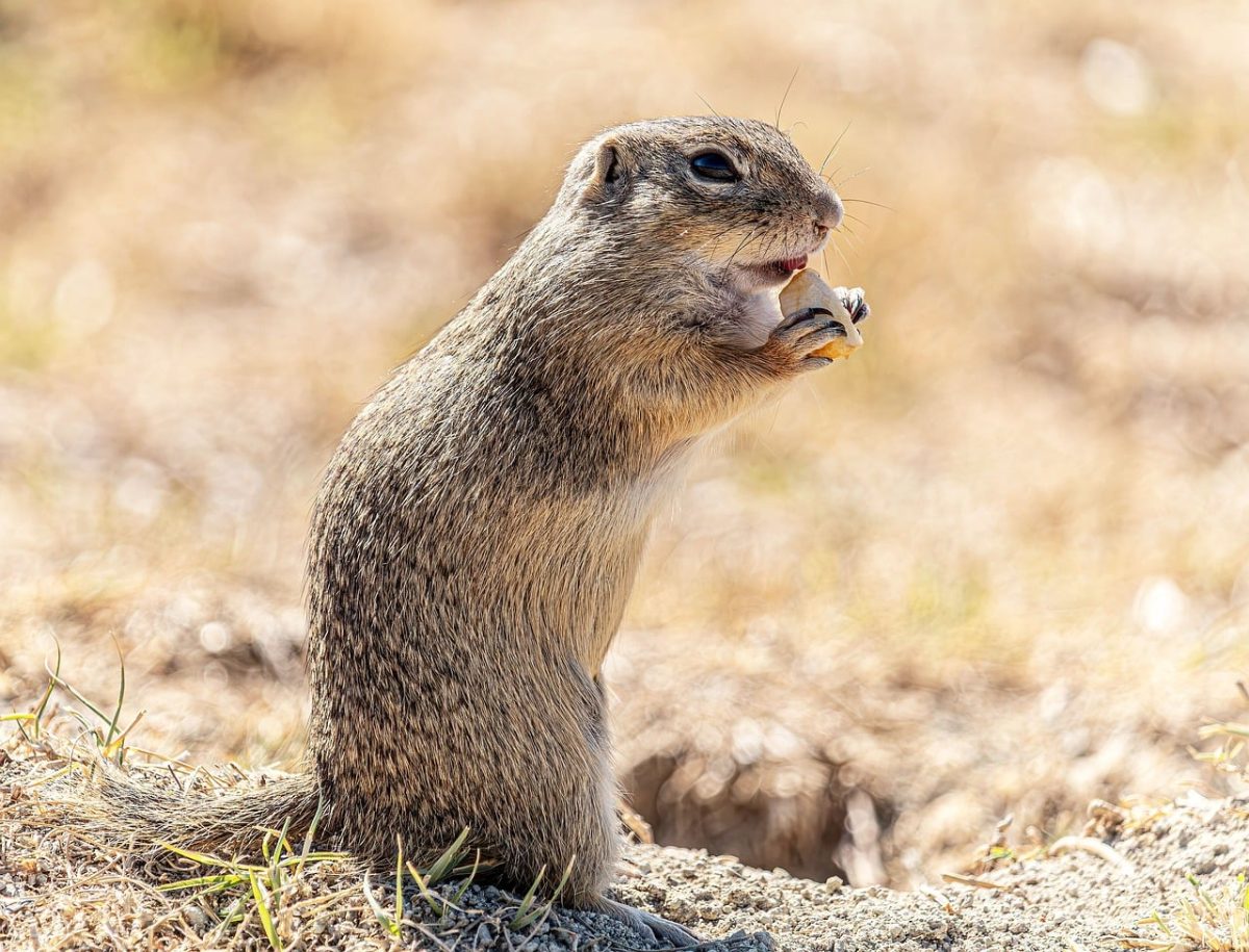 ground squirrel, full hd wallpaper, rodent, nature, wildlife, cool backgrounds, hd wallpaper, mammal, eating, desktop backgrounds, wallpaper hd, cute, laptop wallpaper, windows wallpaper, 4k wallpaper, fur, free background, wallpaper 4k, standing, profile, 4k wallpaper 1920x1080, sunny, beautiful wallpaper, free wallpaper, bokeh, background, mac wallpaper, burrow, field, animal, spring, small, prairie, whiskers