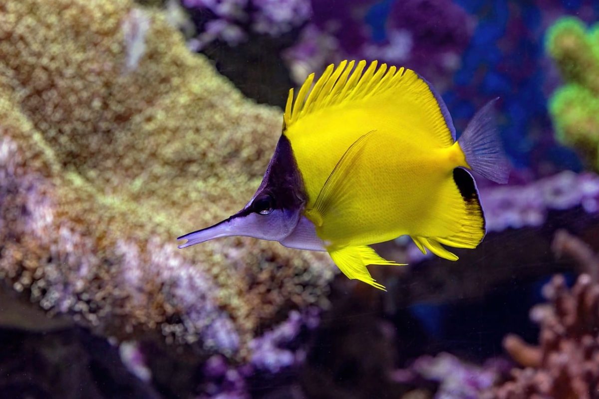 longnose, butterflyfish, underwater, coral reef, cairns, aquarium, exotic, yellow, marine life, swimming, tropical, sea, fish, beautiful, colorful, nature, diving, habitat, conservation, pacific ocean