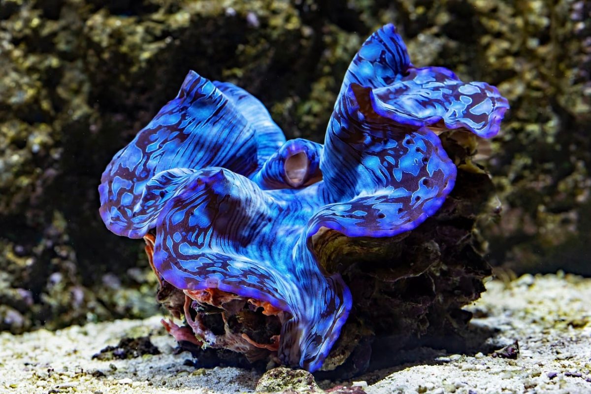 giant clam, clam, nature, blue clam, aquarium, marine, cairns, australia, young, mollusc, biodiversity, ecosystem, underwater, coral reef, ocean, colorful, exotic, conservation, rocky